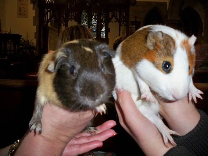 Two guinea pigs held up at an Animal Blessing Service